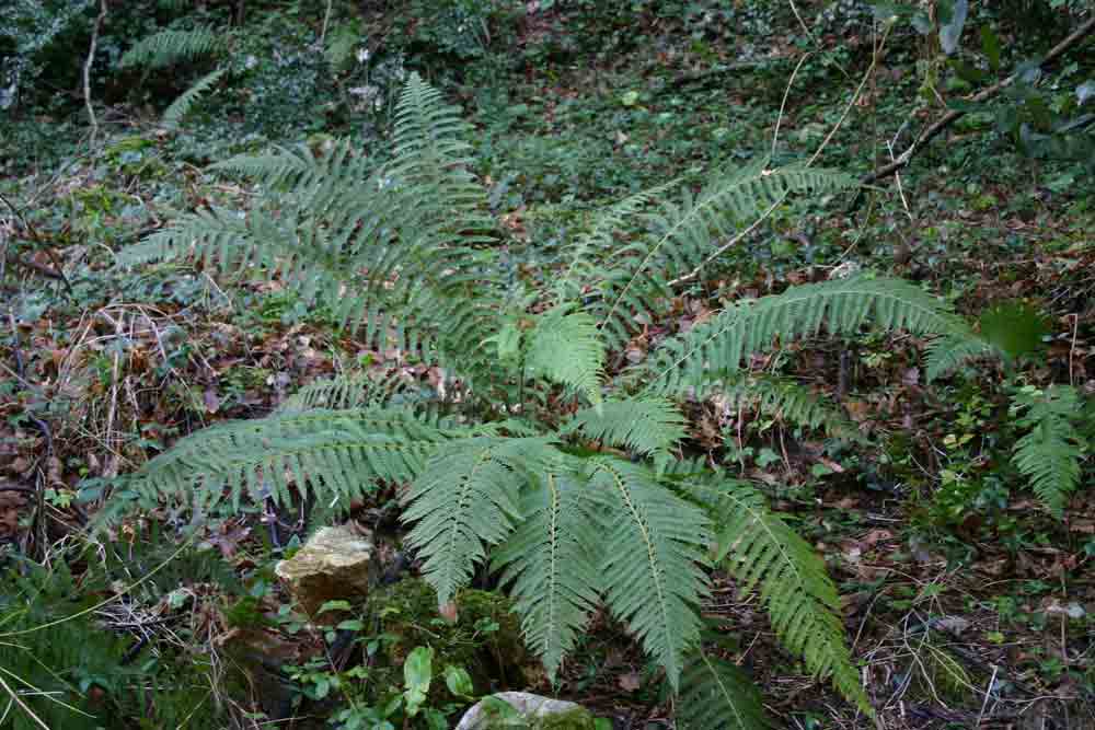 Da determinare (Polystichum sp.?)